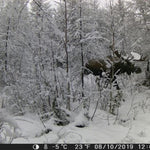 Scorpa™ Trail Camera